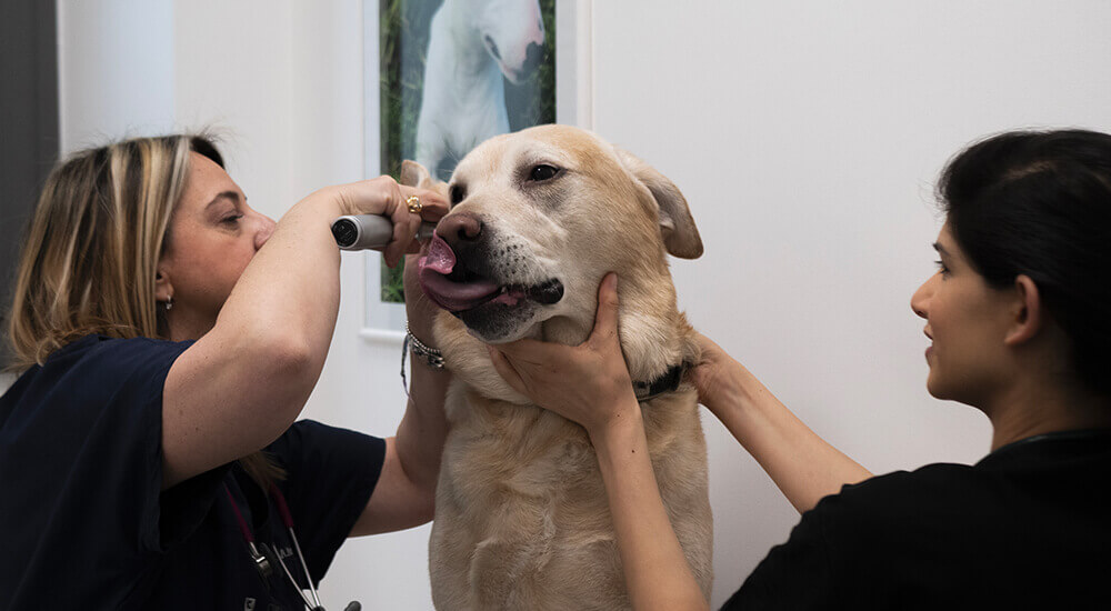 Ci prendiamo cura della salute dei nostri amici animali